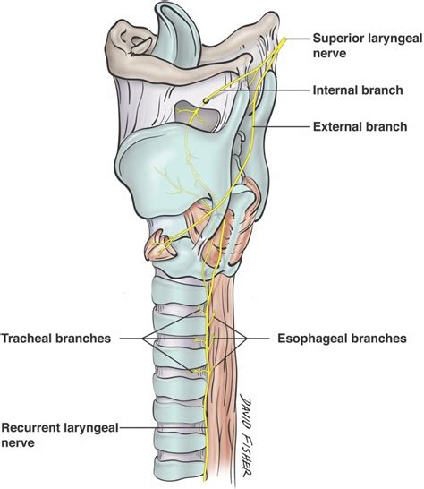 Avoiding The Esophageal Branches Of The Recurrent Laryngeal Nerve