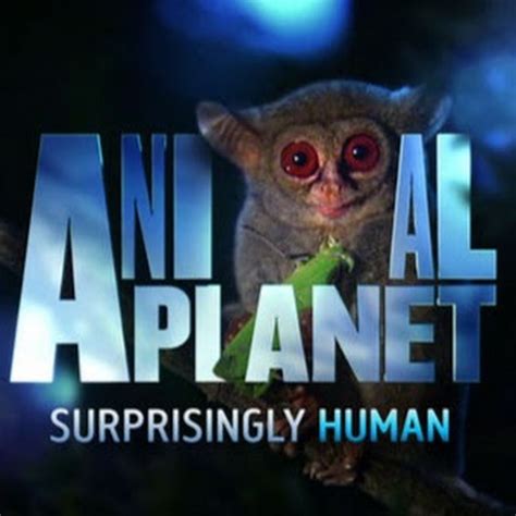 Animal Planet Tv Youtube