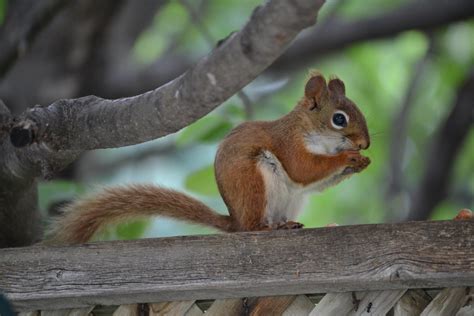 Baby Red Squirrel Dapuglet Flickr