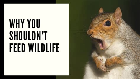 Why You Shouldnt Feed Wildlife