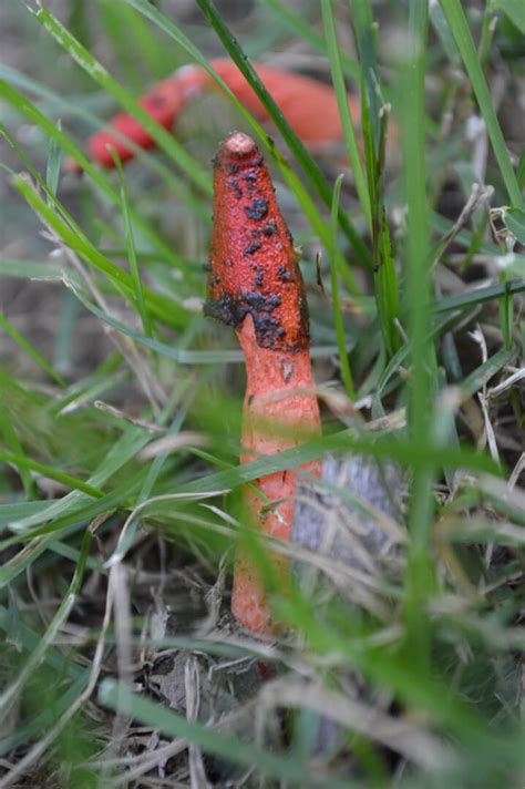 What Is That Smell Stinkhorn Mushrooms In The Garden
