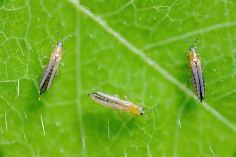 How To Identify And Get Rid Of Watermelon Pests Minneopa Orchards