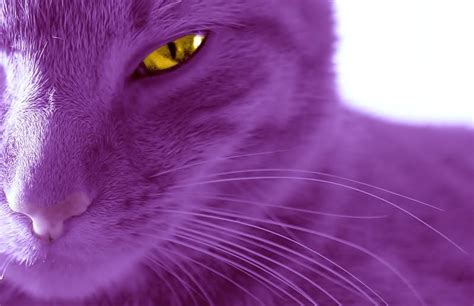 Purple Cat Chesire Cat