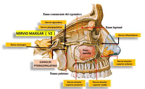 Nervo Alveolar Superior Anterior