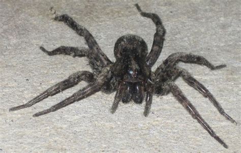 Others have asserted that all software has bugs, which is, strictly speaking, true. Carolina Wolf Spider, we believe - What's That Bug?