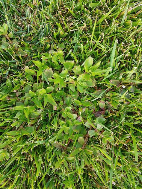 Weed Identification Lawncare