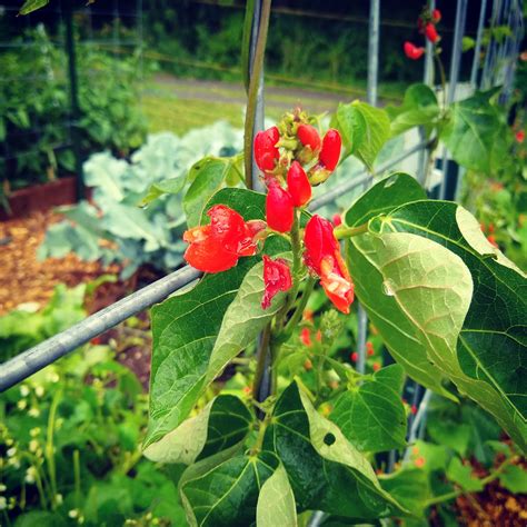 Scarlet Runner Beans Add Such A Nice Pop Of Color To The Garden R