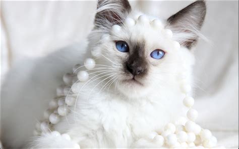 Traditional Siamese Kittens For Sale Applehead Siamese Cat Breeders