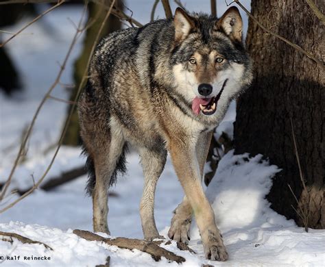 Eurasian Wolf Zoo München Hellabrunn January 2016 11 Flickr
