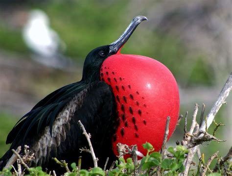 Galapagos Islands A Male Magnificent Frigate Bird Puffs His Red Sack
