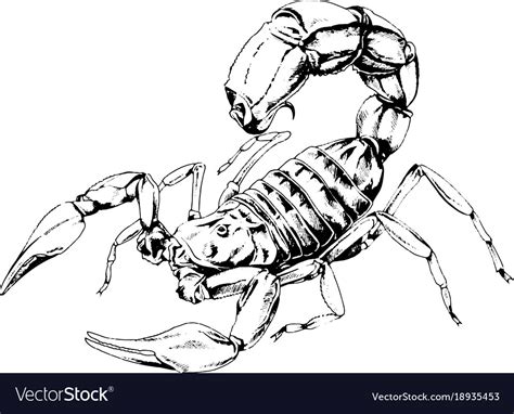 Attacking The Scorpion With The Sting Striker Vector Image