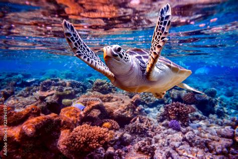 Sea Turtle Swims Under Water On The Background Of Coral Reefs 스톡 사진