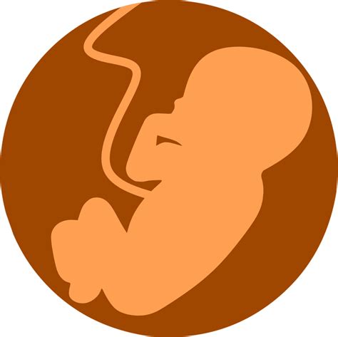 Embryo Dream Dictionary Embryo Dream Meaning