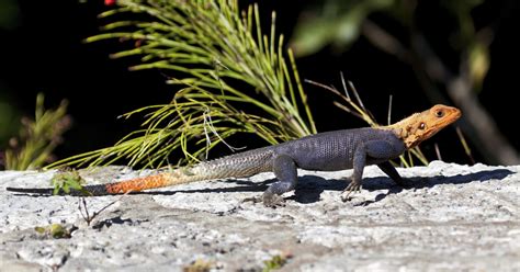 Wild File Redhead Agama Went From Africa To Florida