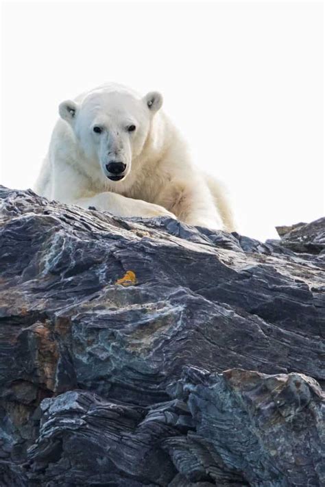 Polar Bear Focusing On Wildlife