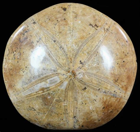 41 Polished Fossil Sand Dollar Mepygurus Jurassic For Sale