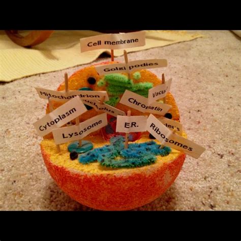 Animal Cell Project Styrofoam Ball What Are The Materials And Steps