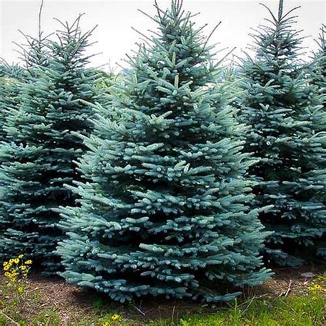 Many Varieties Of Real Christmas Trees To Choose From At Beckwith