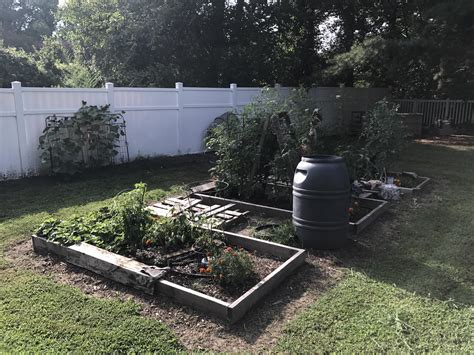 Tomatoes and most annual flowers, on the other hand. I'm pretty proud of my late-start garden this year. [VA ...