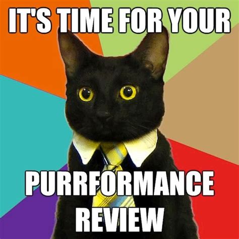 Business Cat Memes Caterville