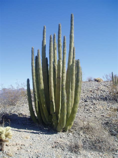 Arizona Organ Pipe Cactus National Park Monument Nacional Del Cactus
