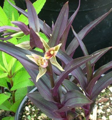 I had this pot of epipactis gigantea 'serpentine night' last year, but no blooms. Pin by Edelweiss Perennials on g a r d e n | Perennials ...