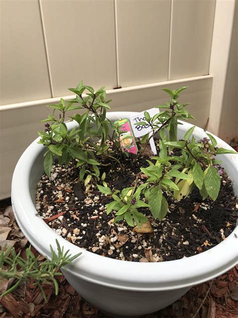 Help These Bonnie Thai Basil Plants Have Not Grown An Inch In Over A
