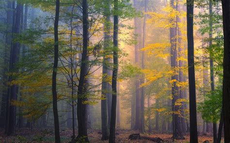 Nature Landscape Forest Morning Mist Fall Leaves Trees