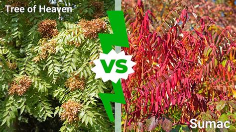 Tree Of Heaven Vs Sumac Key Differences And How To Remove Them Az