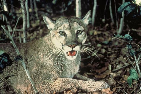 Nearly Extinct Florida Panthers Fight For Supremecy