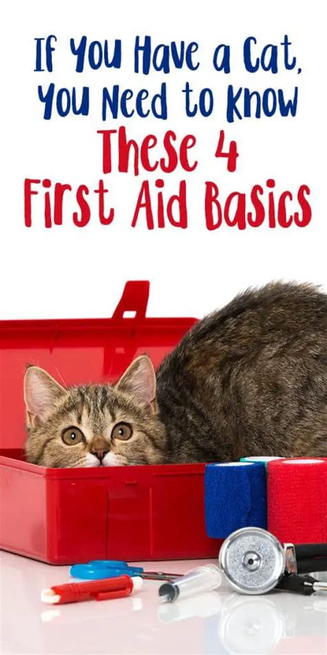 If You Have A Cat You Need To Know These 4 First Aid Basics