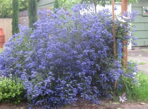 Evergreen shrubs are endlessly decorative and versatile. A UK selection of our own west coast native wild lilac ...