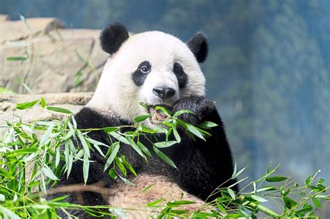 Panda Diplomacy In The Spotlight The Star