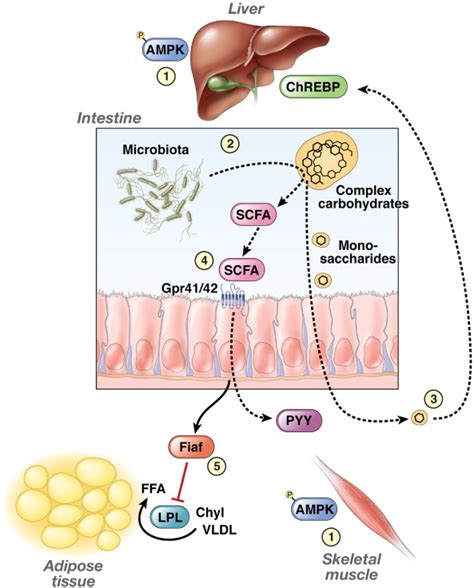 Obesity And The Microbiota Gastroenterology
