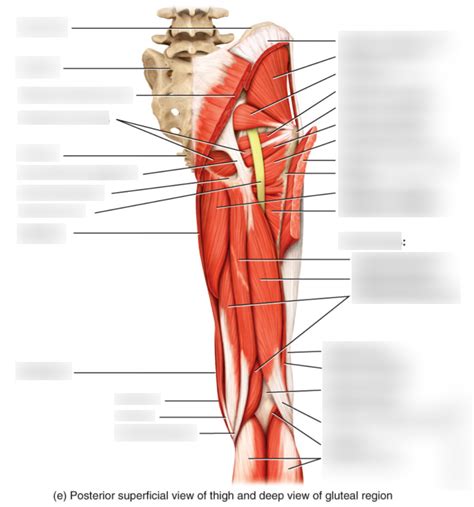 Posterior Thigh Muscles Diagram Diagram Media My XXX Hot Girl