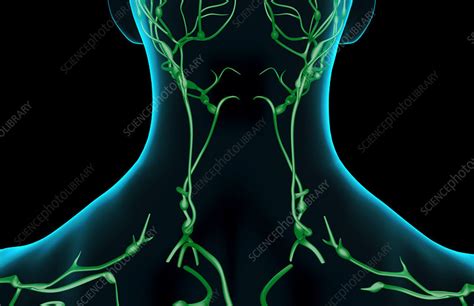 The Lymph Supply Of The Neck Stock Image F0017962 Science Photo