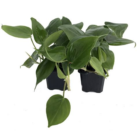 Heart Leaf Philodendron Cordatum 2 Plants Worlds Easiest