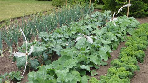 Versatile Vegetables For Fall Gardening Indiana Yard And Garden