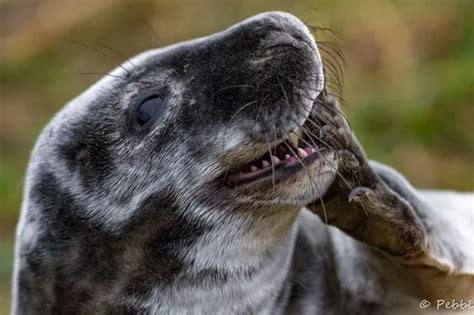 How Cute Black Seal Pup Melts Peoples Hearts At Donna Nook