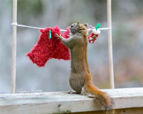 Apostoli rossella / getty images. 22 Animals Acting Like Humans - BlazePress