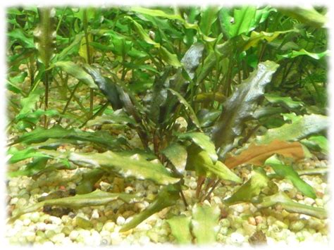 Learn more about the crypt aquarium plant here. Archives des Asie - Page 2 sur 2 - L'Aquaramiaud
