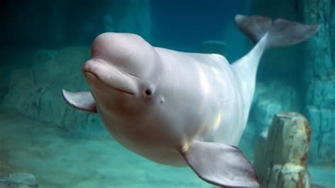 Beluga Whales And Narwhals Go Through Menopause Like Humans Because It
