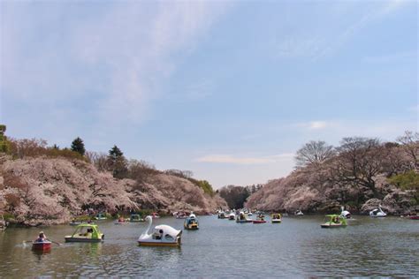 10 Places In Tokyo To See Cherry Blossoms This Spring