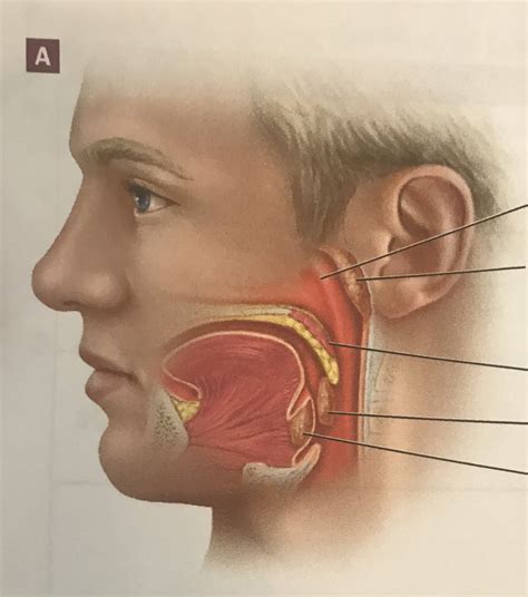 Anatomy Of The Tonsils Midsagittal Section Part 1 Diagram Quizlet