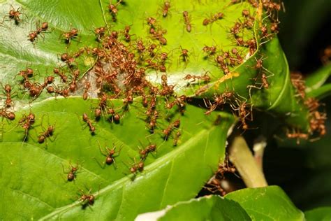 【提醒】5月露营，当心红火蚁！工作动态汕头市卫生健康局（中医药局）