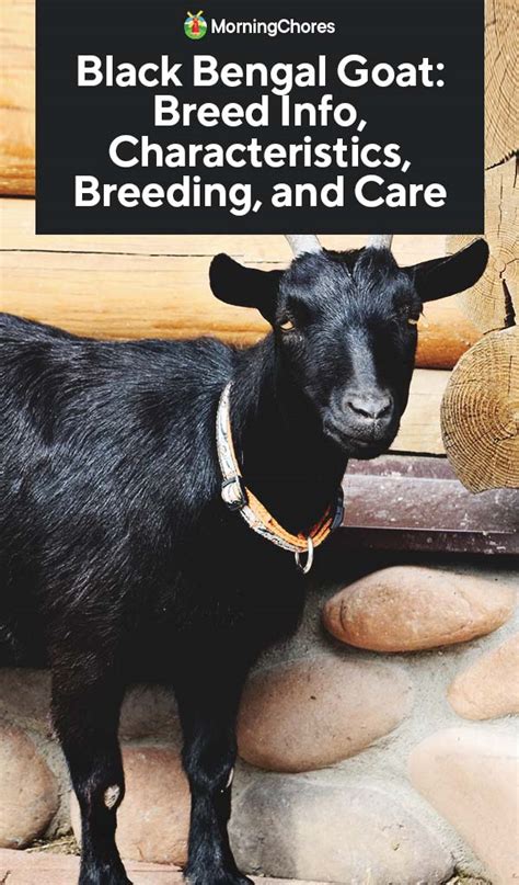 Black Bengal Goat Breed Info Characteristics Breeding And Care