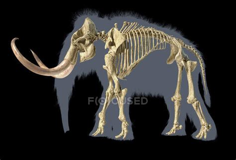 Woolly Mammoth Skeleton Realistic 3d Illustration Side View On Black
