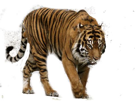 Siberian Tiger Transparent Background Png Mart