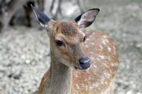Portrait Of A Female Sika Deer Stock Photo Image Of Mammal