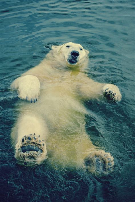 Happy Polar Bear Raww